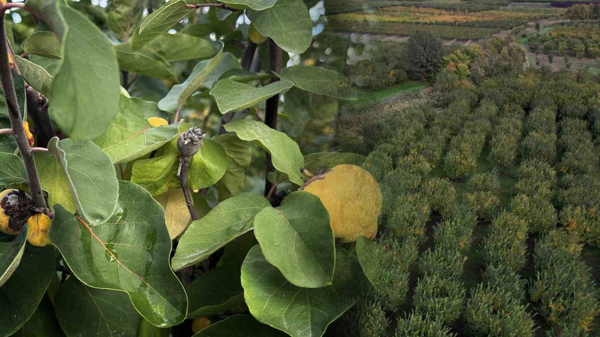 Ayva bahçelerini zirai don vurdu: 10 dönümden sadece 2 kasa çıktı