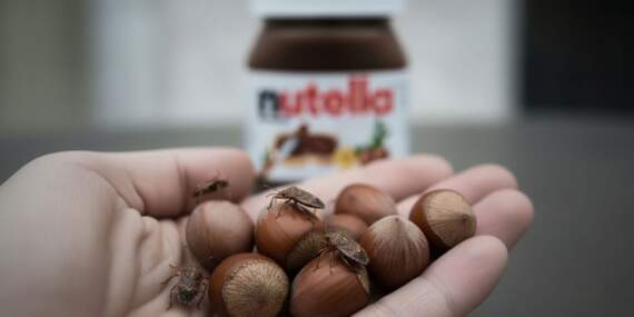 Nutella, Türkiye’den fındık alımını neden durdurdu? Ferrero, Türkiye’den neden fındık almıyor? Nutella ve fındık fiyatları zamlanır mı
