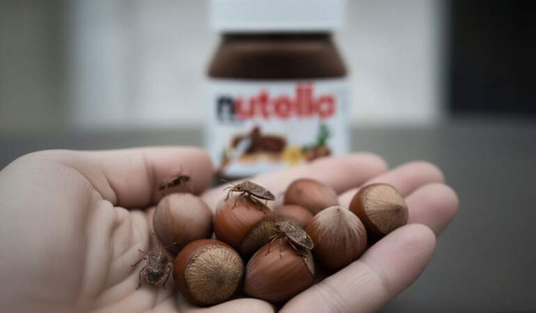 Nutella, Türkiye’den fındık alımını neden durdurdu? Ferrero, Türkiye’den neden fındık almıyor? Nutella ve fındık fiyatları zamlanır mı