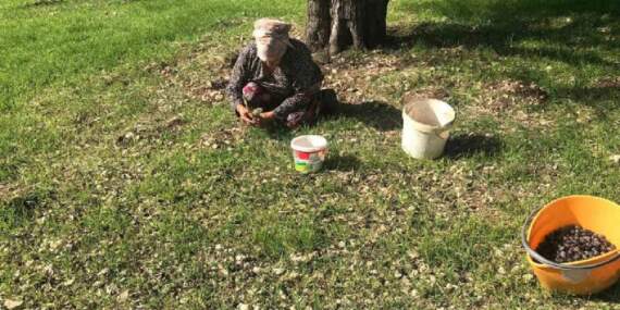 Doğanın sunduğu lezzet özenle toplanıyor! Özel Furma Zeytininde hasat heyecanı: İşlem görmeden, tazecik tüketiliyor
