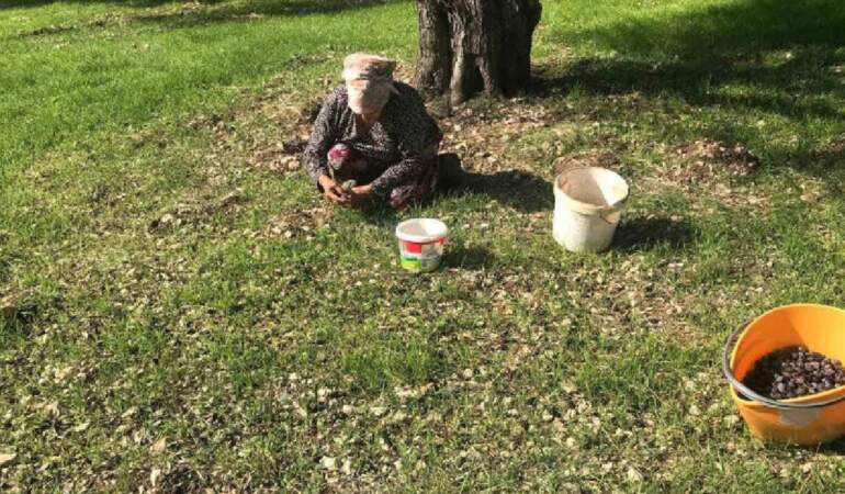 Doğanın sunduğu lezzet özenle toplanıyor! Özel Furma Zeytininde hasat heyecanı: İşlem görmeden, tazecik tüketiliyor