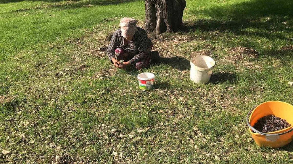 Doğanın sunduğu lezzet özenle toplanıyor! Özel Furma Zeytininde hasat heyecanı: İşlem görmeden, tazecik tüketiliyor