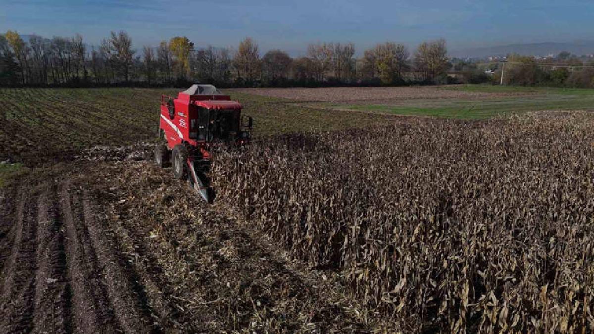 2025’in ilk hasadı başladı, kuraklık burayı da vurdu! Verimdeki düşüş, fiyatları da etkiledi