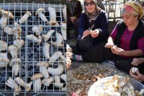 Bedavaya topluyorlar, bin liraya satıyorlar! Erken kalkan köşeyi dönüyor: Japonların gözdesi tezgahlarda