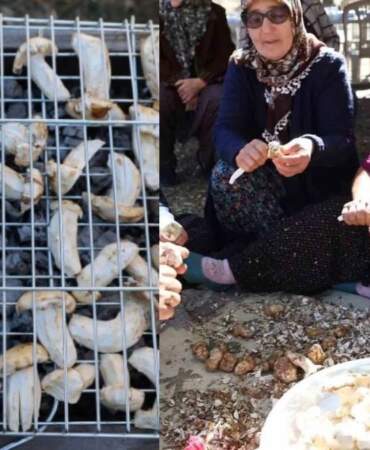 Bedavaya topluyorlar, bin liraya satıyorlar! Erken kalkan köşeyi dönüyor: Japonların gözdesi tezgahlarda