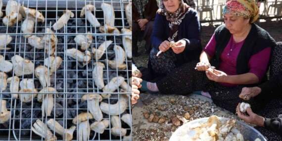 Bedavaya topluyorlar, bin liraya satıyorlar! Erken kalkan köşeyi dönüyor: Japonların gözdesi tezgahlarda