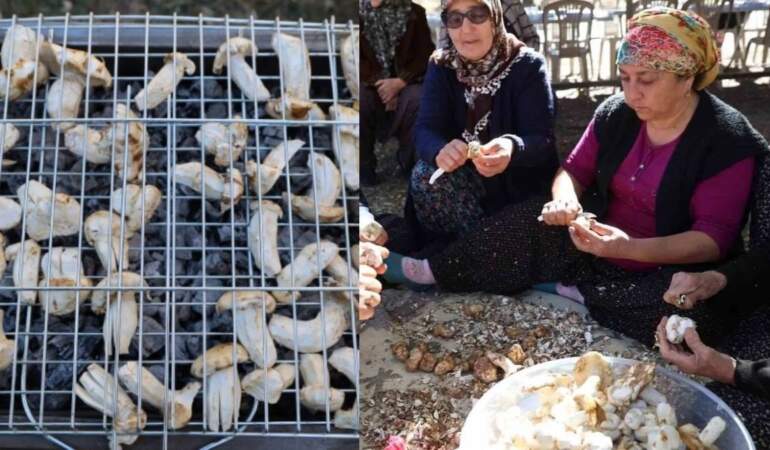 Bedavaya topluyorlar, bin liraya satıyorlar! Erken kalkan köşeyi dönüyor: Japonların gözdesi tezgahlarda