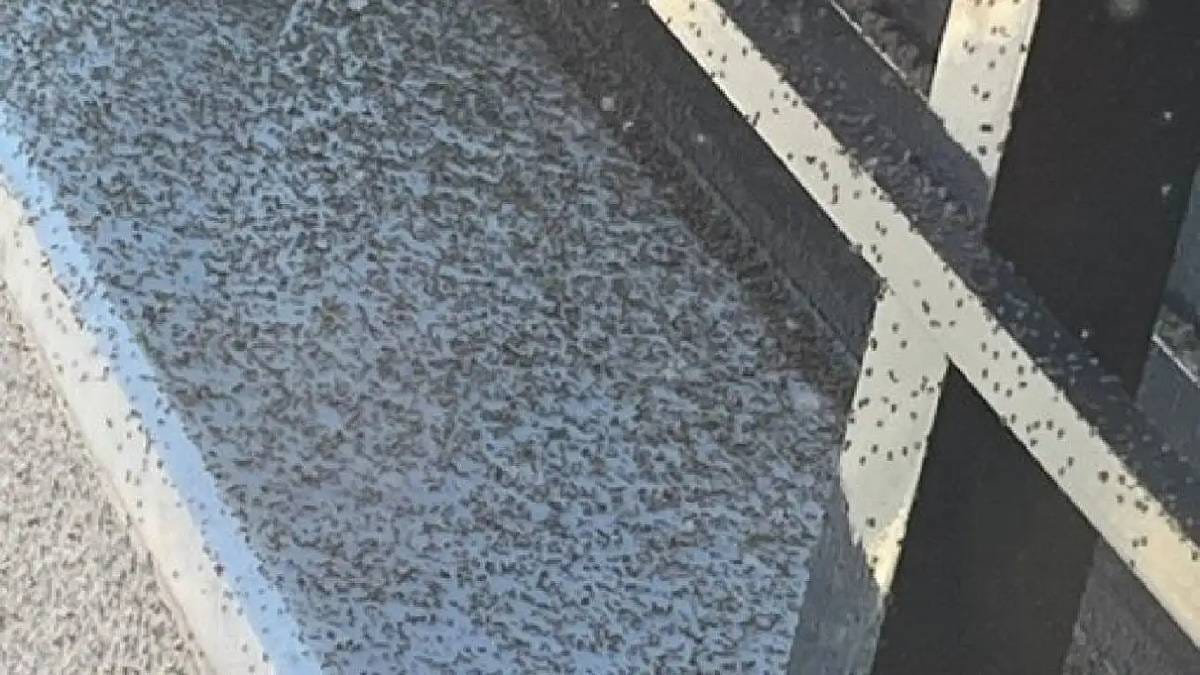 Kahverengi kokarca bitmeden yeni bela geldi: Her yeri sarıyor, çevre illere sıçrama riski taşıyor!