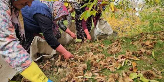 Ağaçtan düşürülüyor, kadınlar tarafından toplanıyor! Zorlu araziden köye yolculuk: Kuyuda 15 gün bekletilip satılıyor