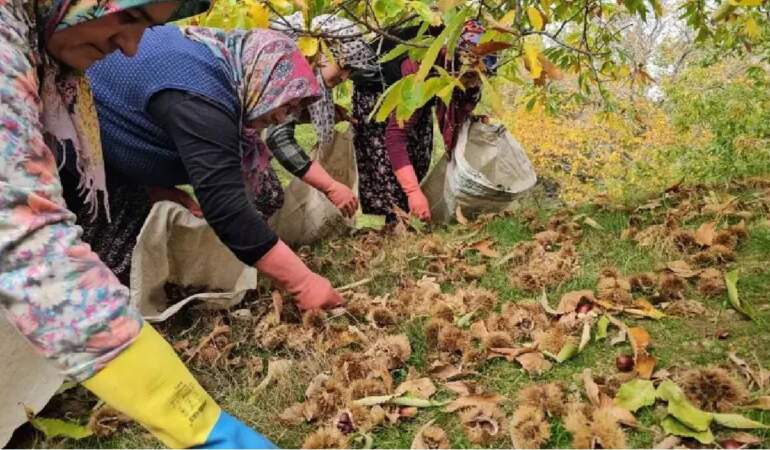 Ağaçtan düşürülüyor, kadınlar tarafından toplanıyor! Zorlu araziden köye yolculuk: Kuyuda 15 gün bekletilip satılıyor