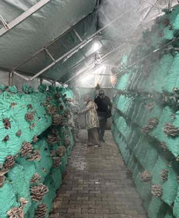 Köydeki evinin bahçesine kurdu, yılda 40 ton üretime ulaştı! Lüks oteller, toptancılar… Hepsine satış yapıyor