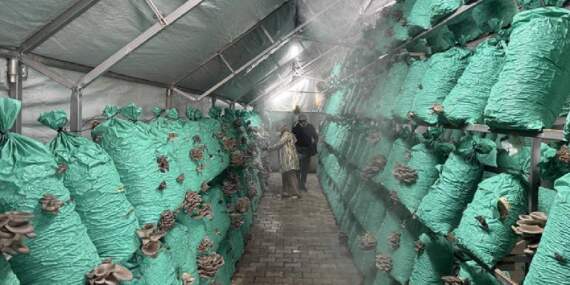 Köydeki evinin bahçesine kurdu, yılda 40 ton üretime ulaştı! Lüks oteller, toptancılar… Hepsine satış yapıyor