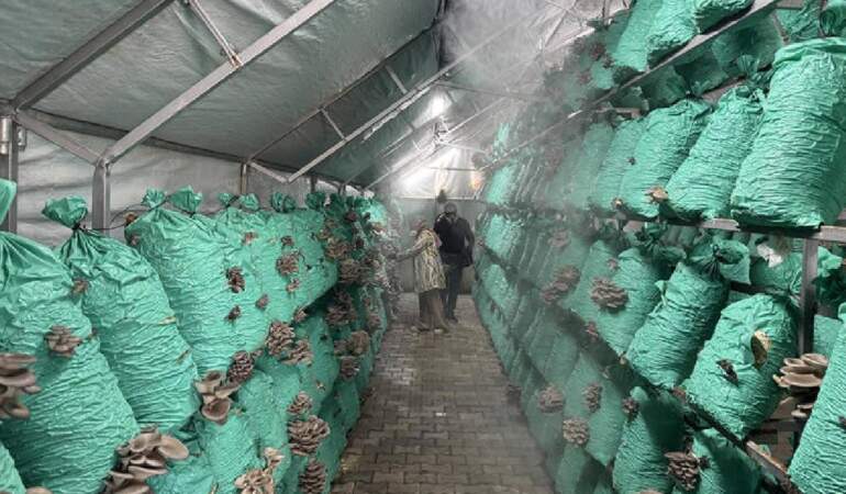 Köydeki evinin bahçesine kurdu, yılda 40 ton üretime ulaştı! Lüks oteller, toptancılar… Hepsine satış yapıyor