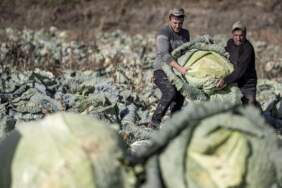 Yüz yıllık tohumlarıyla rekor kırdı! Ata tohumu sayesinde 57 kilogramlık dev lahana üretti: Gören şaşkına döndü