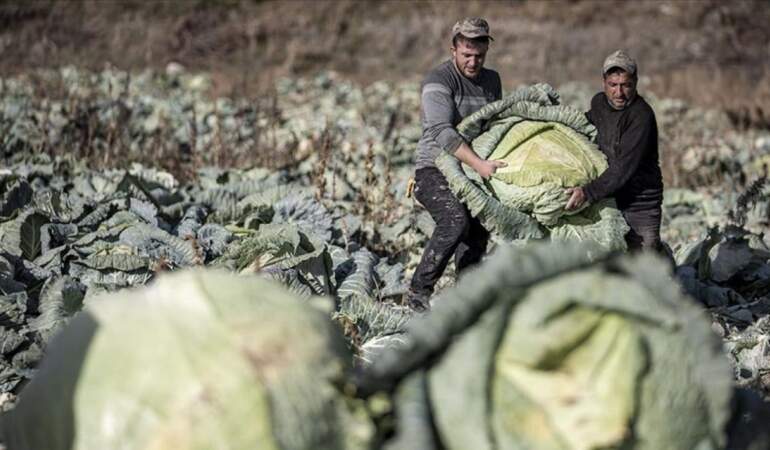 Yüz yıllık tohumlarıyla rekor kırdı! Ata tohumu sayesinde 57 kilogramlık dev lahana üretti: Gören şaşkına döndü