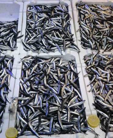 Karadeniz’de hamsi bolluğu ihracata yansımadı