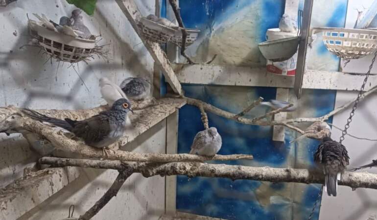 Tekirdağ’da yasa dışı hayvan ticareti: Ele geçirilen 7 papağan ve 45 kumru koruma altına alındı