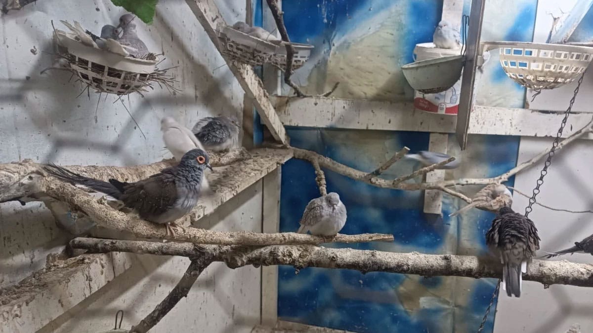 Tekirdağ’da yasa dışı hayvan ticareti: Ele geçirilen 7 papağan ve 45 kumru koruma altına alındı