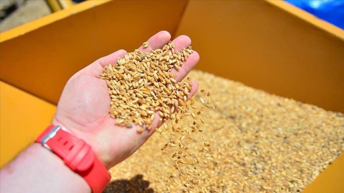 Sıfır gümrükle 1 milyon ton mısır ve 1 milyon ton arpa ithal edilecek