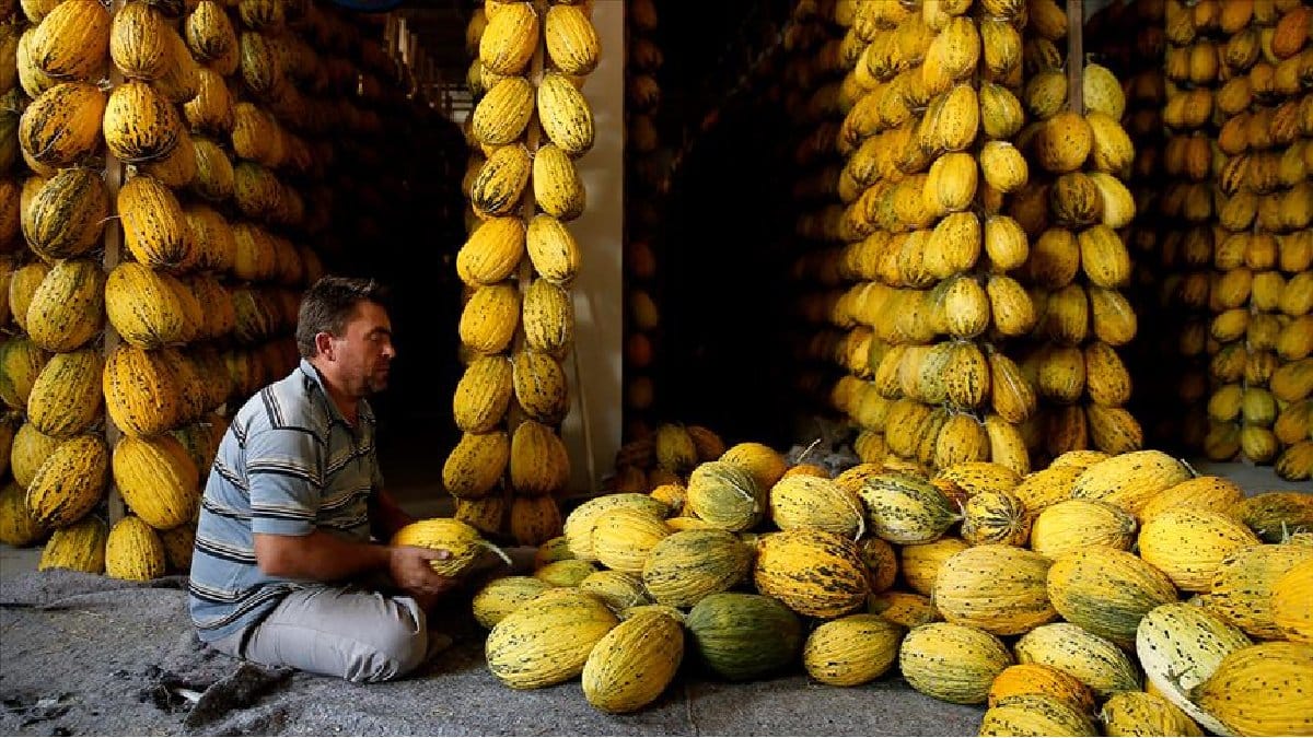 Yazın yetişiyor kışın yeniyor! Tek tek askıya alınıyor, Mart ayına kadar bozulmadan duruyor