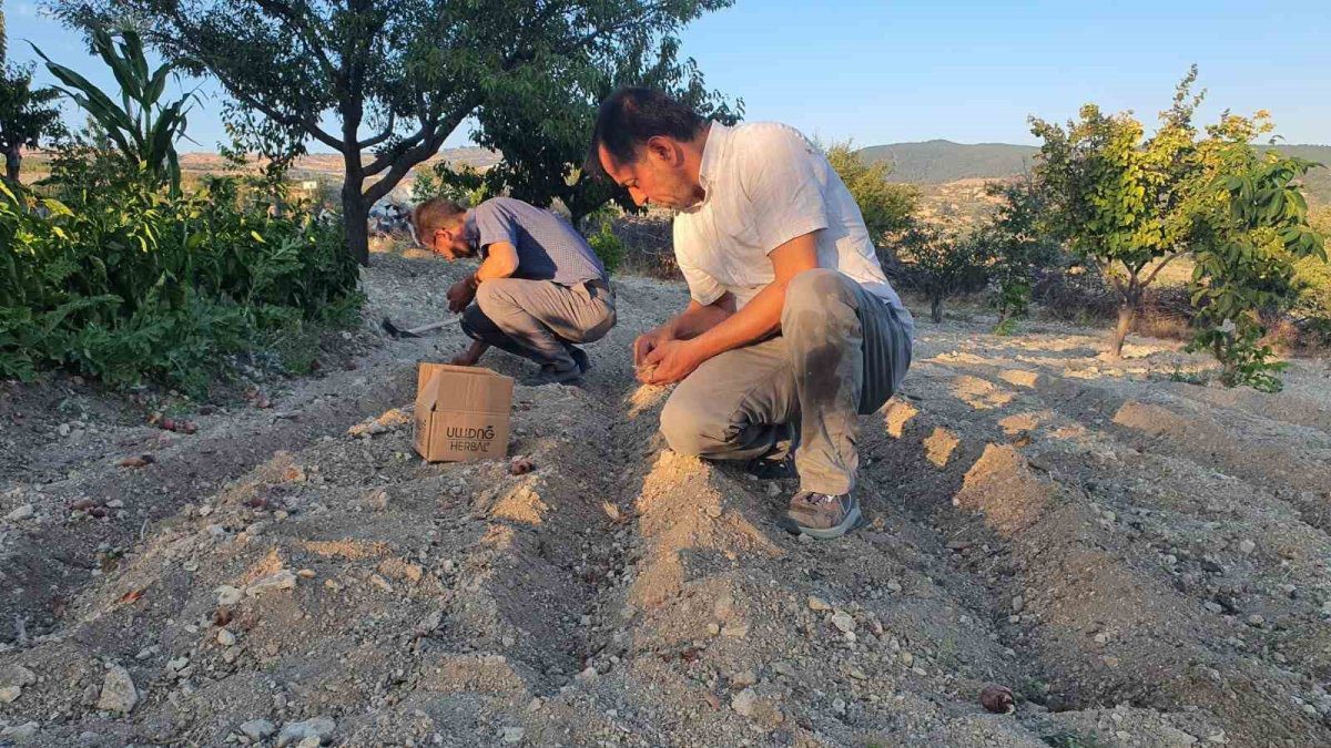 O ilimizde bir ilk! Yüksek rakımda tek başına yetiştirdi: Sadece gramı yüzlerce lira