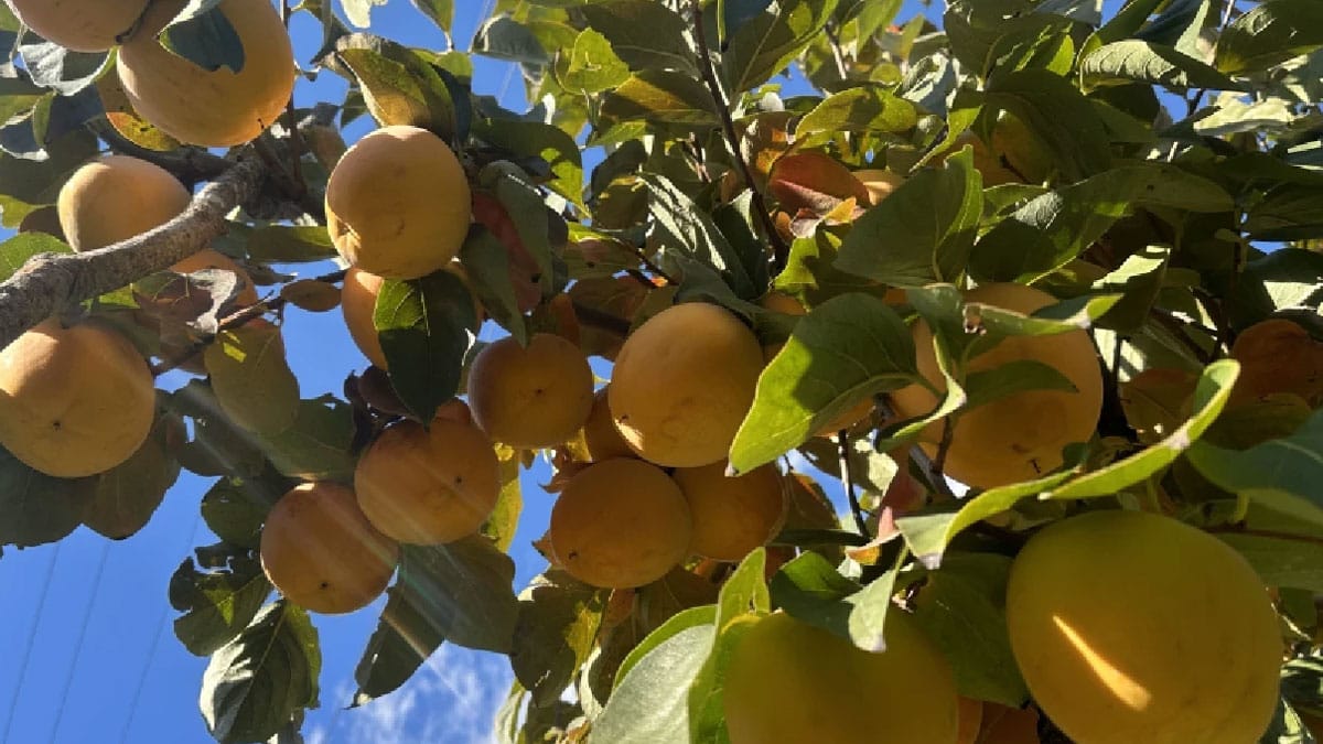 Hasatla aynı gün 180 tır hurma ithal edildi: Bu nasıl aymazlık?
