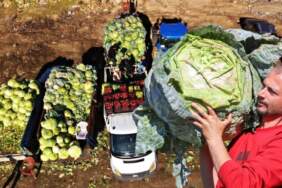 Ata tohumuyla üretildi, tanesi 50 kilo geldi! Bereketli hasat başladı: 100-150 liraya satılıyor