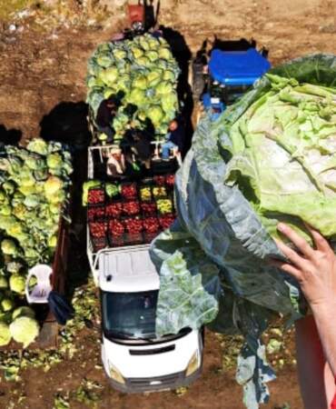 Ata tohumuyla üretildi, tanesi 50 kilo geldi! Bereketli hasat başladı: 100-150 liraya satılıyor