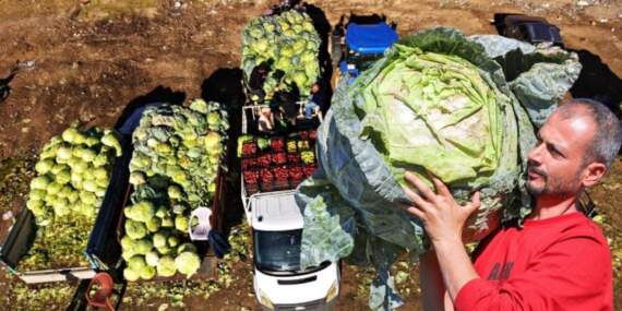 Ata tohumuyla üretildi, tanesi 50 kilo geldi! Bereketli hasat başladı: 100-150 liraya satılıyor