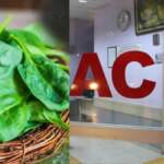 Ispanak ayıklarken dikkat! O ilimizde 11 kişi hastanelik oldu: Ispanağın içinden çıkan ot zehirli çıktı