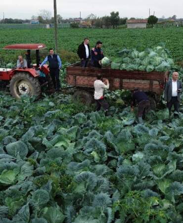 25.000 dekarda hasat başladı! Kış sofralarının olmazsa olmazı: Tarlada 8 liradan satılıyor