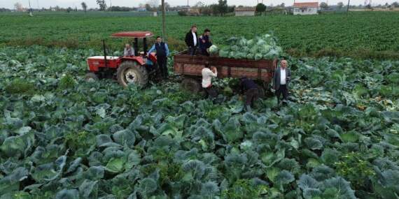 25.000 dekarda hasat başladı! Kış sofralarının olmazsa olmazı: Tarlada 8 liradan satılıyor
