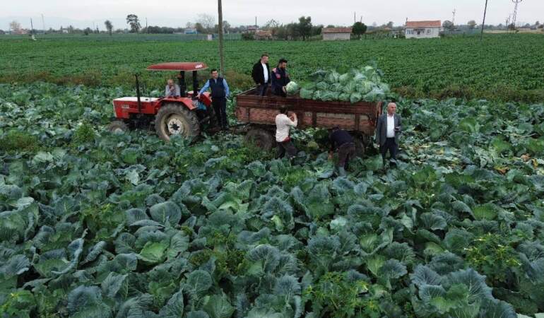 25.000 dekarda hasat başladı! Kış sofralarının olmazsa olmazı: Tarlada 8 liradan satılıyor