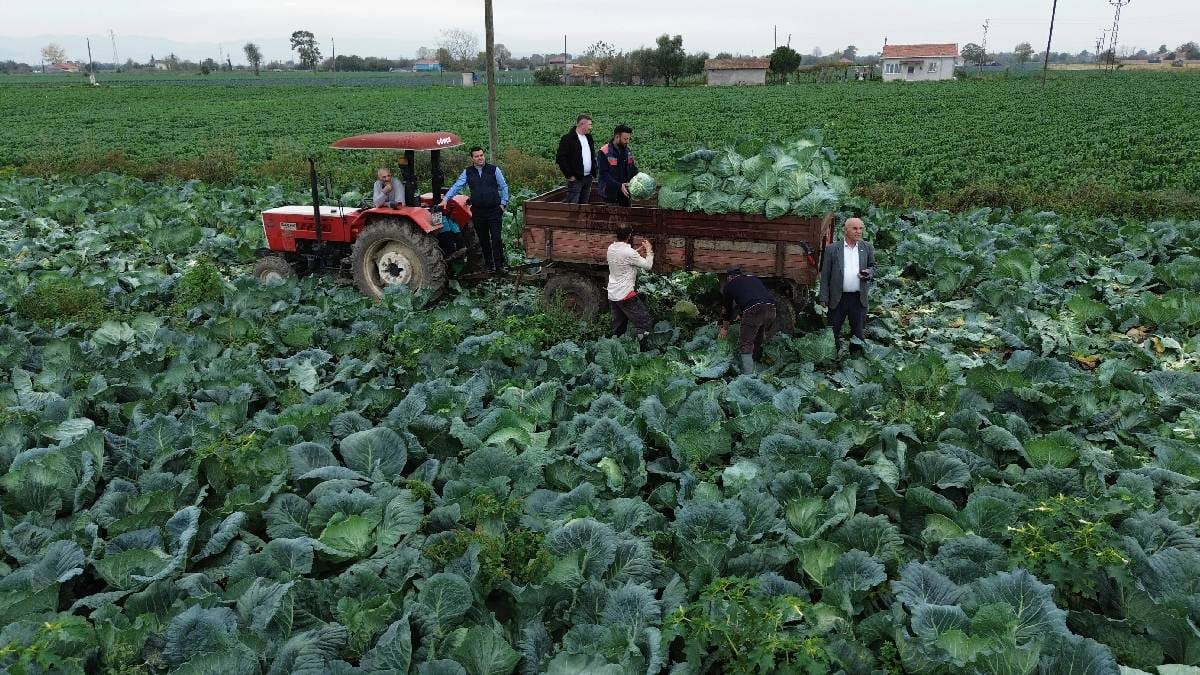25.000 dekarda hasat başladı! Kış sofralarının olmazsa olmazı: Tarlada 8 liradan satılıyor