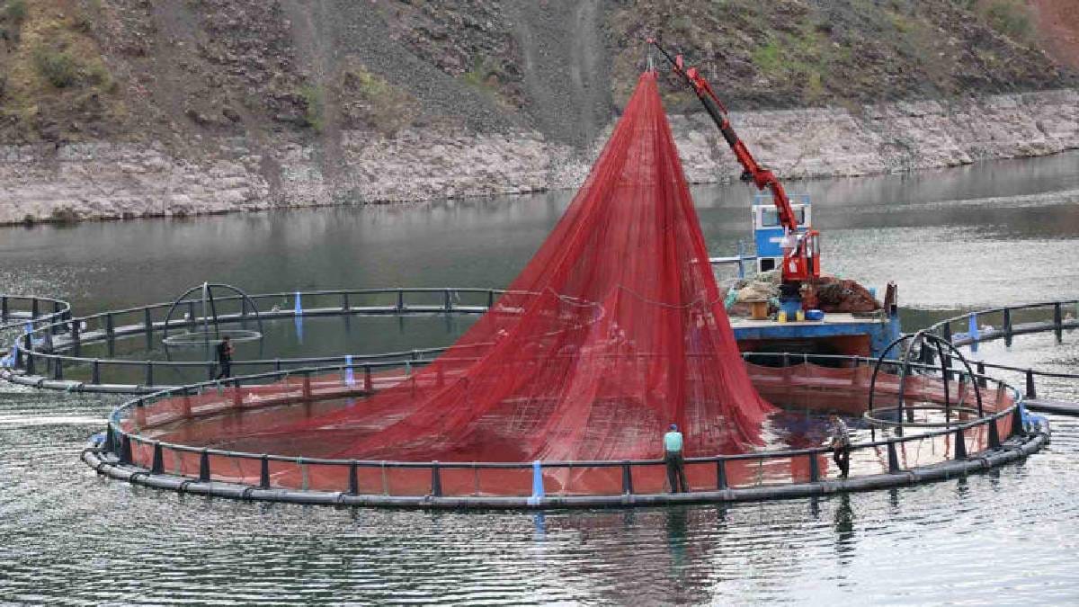 Diyarbakır’dan dünyaya “Mezopotamya somonu” ihracatı! 500 ton üretim kapasitesi var: 1 yılda büyük başarı