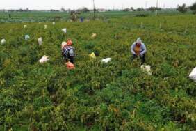 Üreticinin yüzünü güldüren ürün! 32.000 dekarda yetişiyor: Kilosu 15 liradan yok satıyor