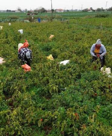 Üreticinin yüzünü güldüren ürün! 32.000 dekarda yetişiyor: Kilosu 15 liradan yok satıyor