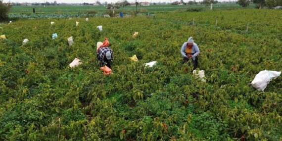 Üreticinin yüzünü güldüren ürün! 32.000 dekarda yetişiyor: Kilosu 15 liradan yok satıyor