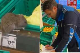 Üç harfli market zincirinde skandal görüntü! Manav reyonunun ortasında kocaman fare: Zabıta ekiplerini cezası gecikmedi