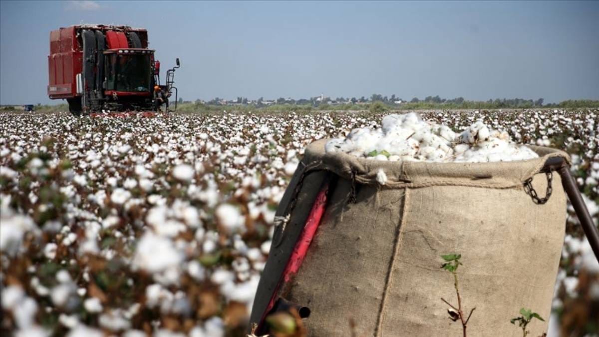 Çiftçilerin derdi “Beyaz altın” hasadı sürüyor! Fiyatlar düşük maliyetler yüksek: Pamuk üretiminde isyan
