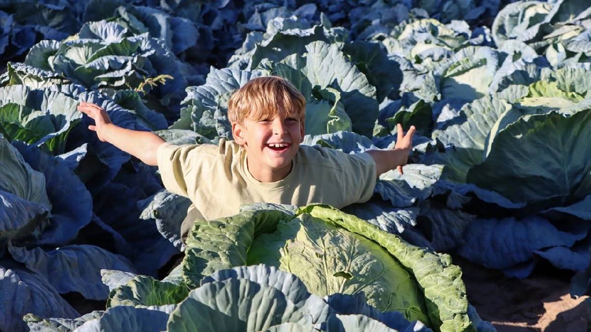 Ata tohumundan üretildi, rekor verim sağladı! Coğrafi işaretli üründe güldüren hasat: Tanesi 150 TL’den satılıyor