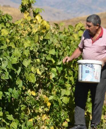 30 yıl hasret yaşadılar, köylerinde döndükleri gibi üretime başladılar! Arazilerde ürün bolluğu yaşanıyor