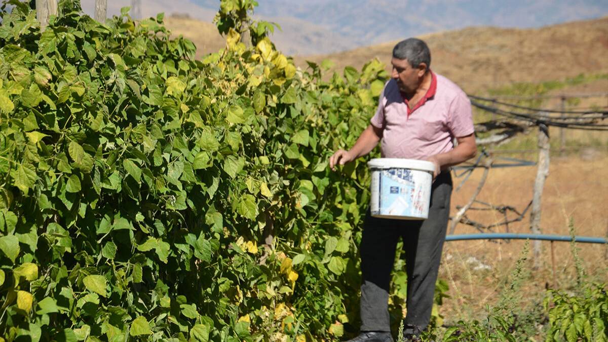 30 yıl hasret yaşadılar, köylerinde döndükleri gibi üretime başladılar! Arazilerde ürün bolluğu yaşanıyor