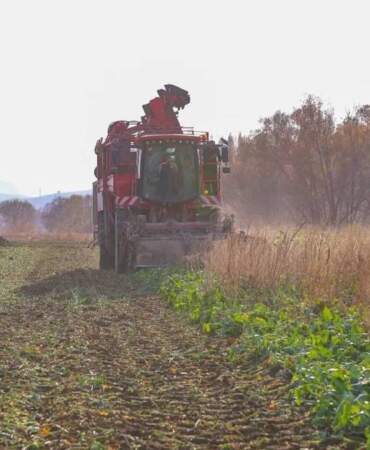 2.870 dekar üretim alanı bulunuyor! 2025 hasadı için kollar sıvandı: 135.000 ton rekolte bekleniyor
