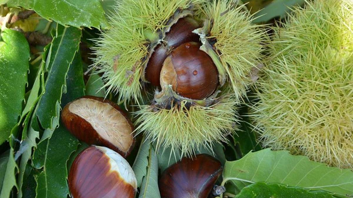 Bu ağacı dikene devletten destek! Başvurular için son günler: Yüzde 75 destek sağlanacak