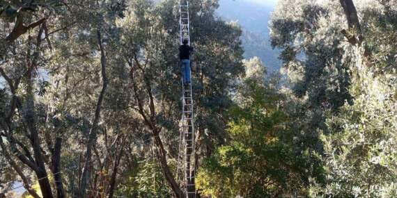 Çin’den ödüllü zeytinde hasat vakti geldi! Kilosu 400 TL’den satılıyor: 12 metre yükseklikten özenle toplanıyor