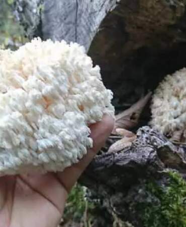 Karadeniz’in doğal ortamında keşfetti! Bildiğiniz tüm mantarları unutun: Balkonda yetiştirerek kilosunu 2000 TL’ye satıyor