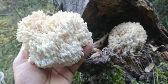 Karadeniz’in doğal ortamında keşfetti! Bildiğiniz tüm mantarları unutun: Balkonda yetiştirerek kilosunu 2000 TL’ye satıyor