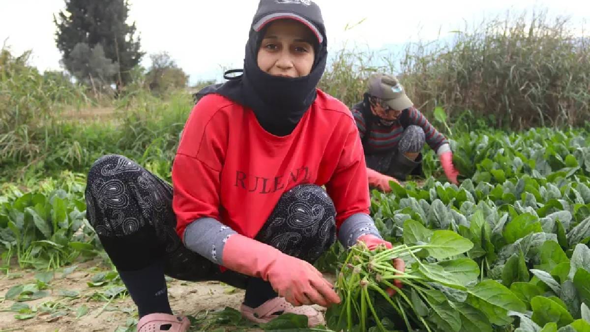 Kış ayı demek bu sebze demek! Kasım’dan Nisan’a kadar hasat ediliyor:  Hale 6 TL’den satılıyor