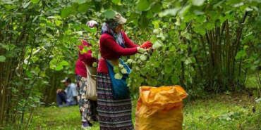 Fındıkta Tehlike Çanları: Türkiye’nin Payı Eriyor